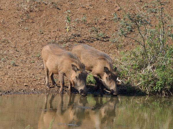 <h3><a href="/trips/safari/biota/animalia/chordata/mammalia/artiodactyla/suidae/phacochoerus africanus/phacochoerus africanus-en.html">Phacochoerus&nbsp;africanus</a> / Common&nbsp;wart‑hog / Knobbelzwijn</h3>OM-1 Mark II with OLYMPUS M.150-400mm F4.5 TC, 1/2000 sec at F5.6, ISO 800, distance 35.7&nbsp;m